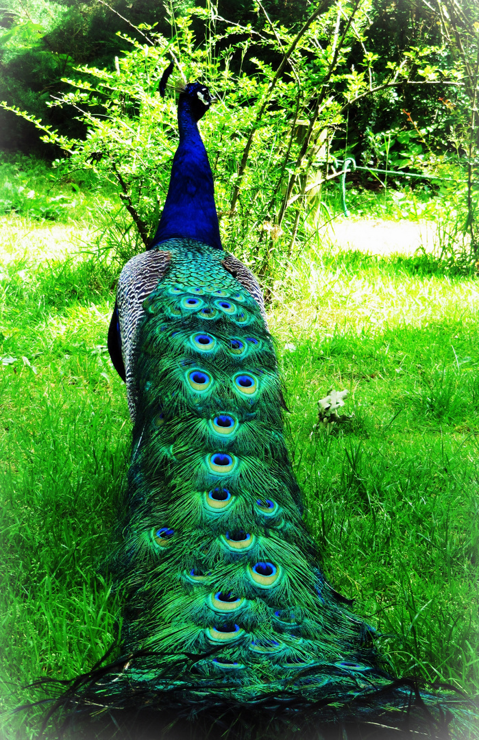 Pfau