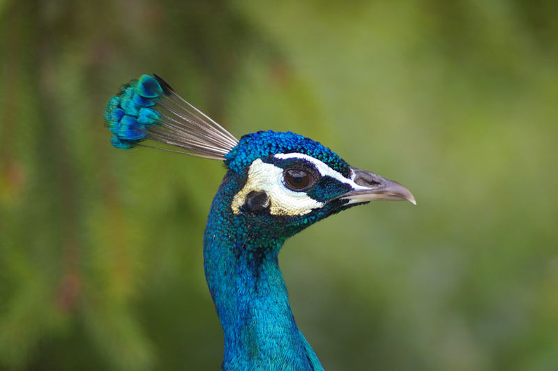 Pfau