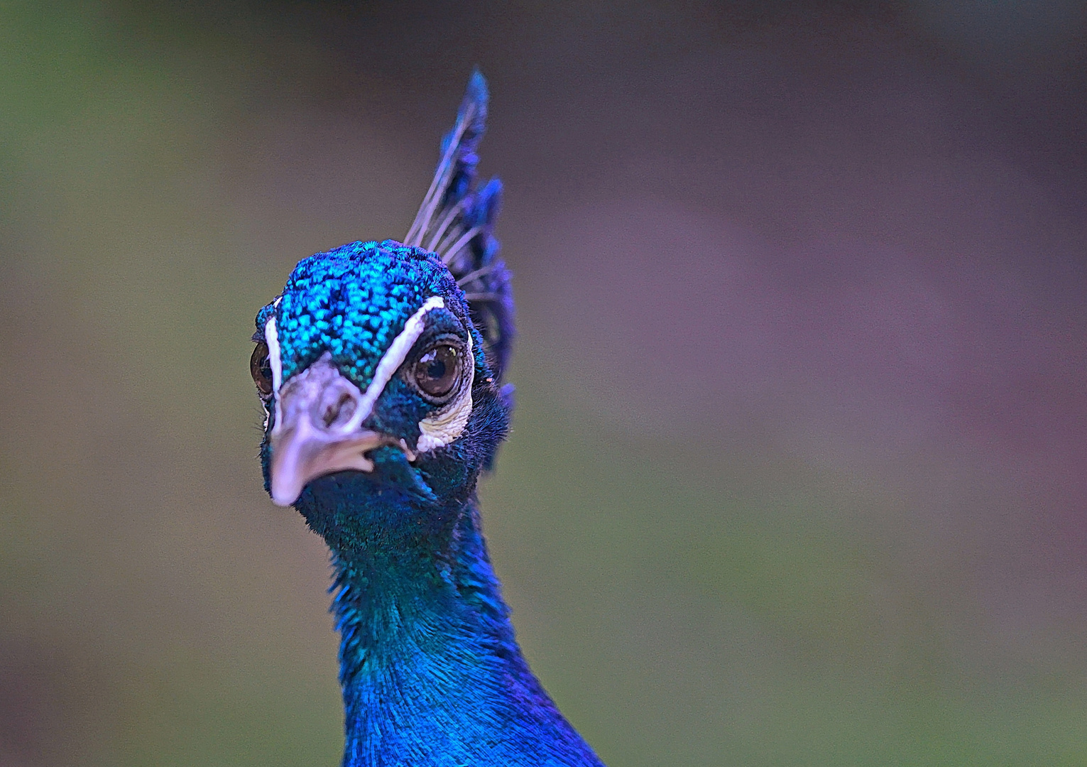 Pfau