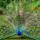 Pfau