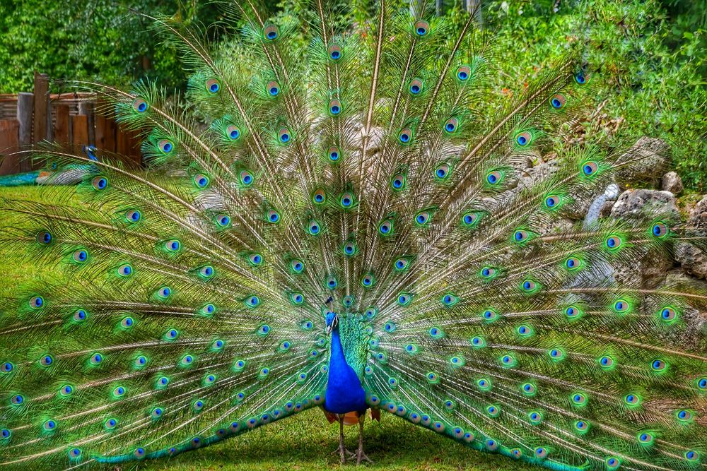 Pfau