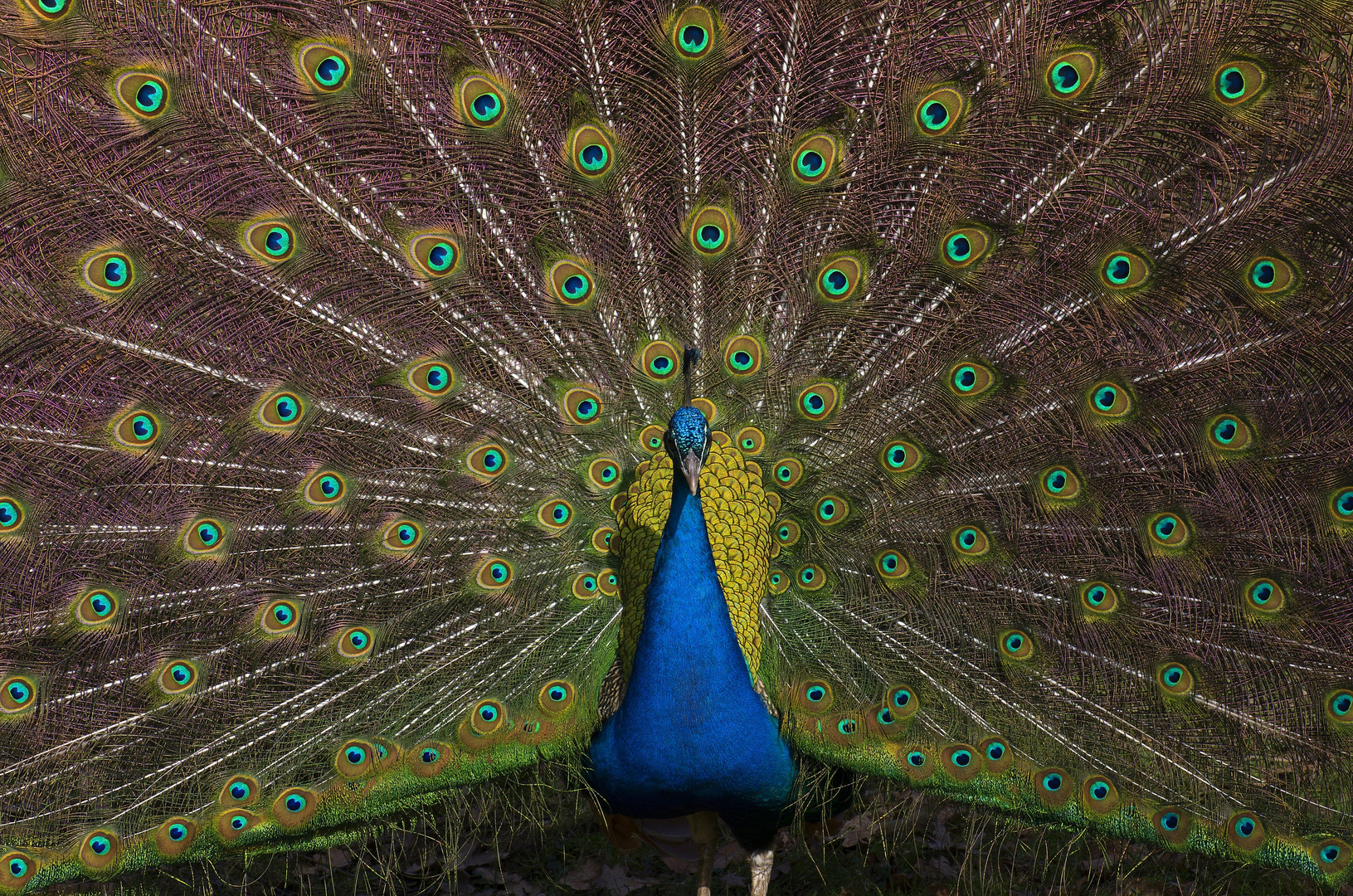 Pfau