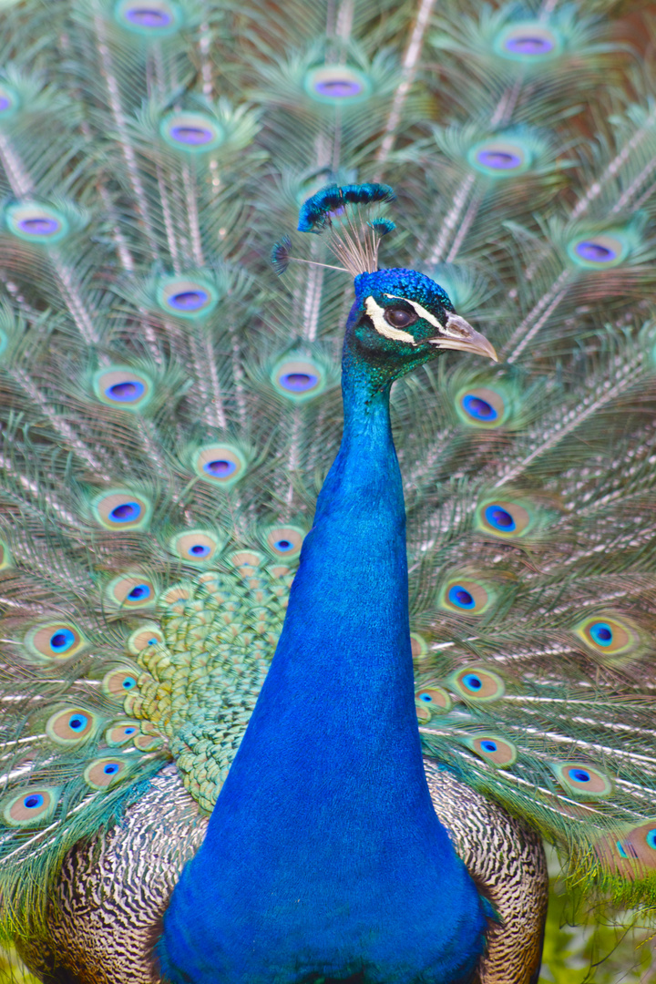 Pfau 3