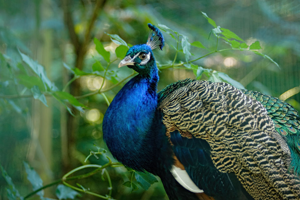 Pfau