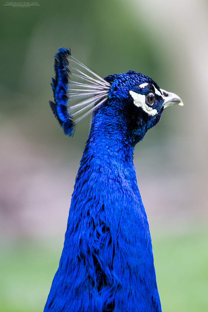 Pfau