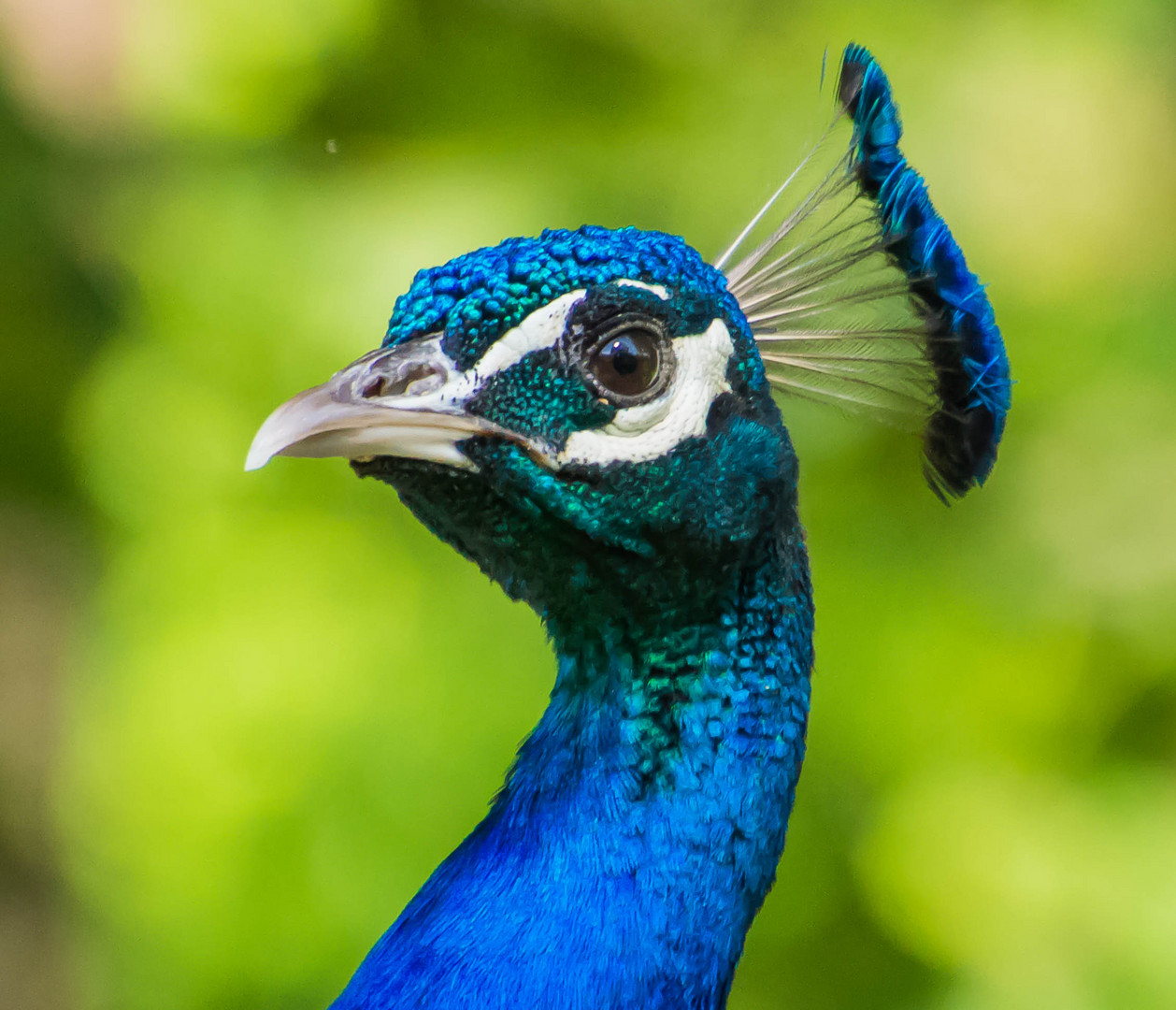 Pfau