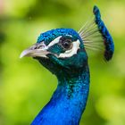 Pfau