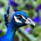 Pfau