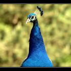 Pfau