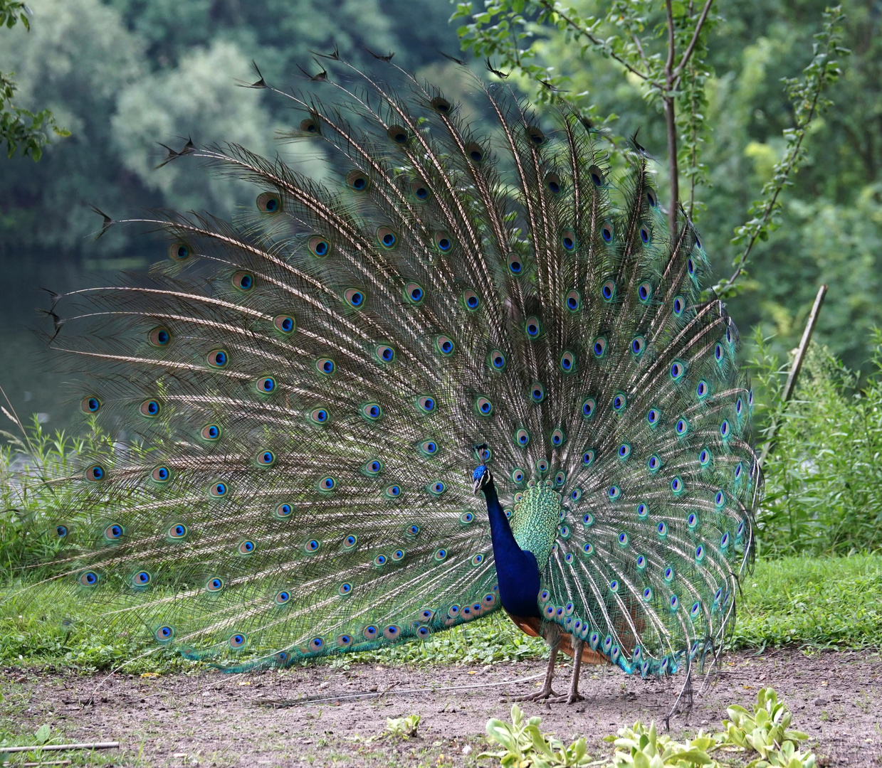 Pfau