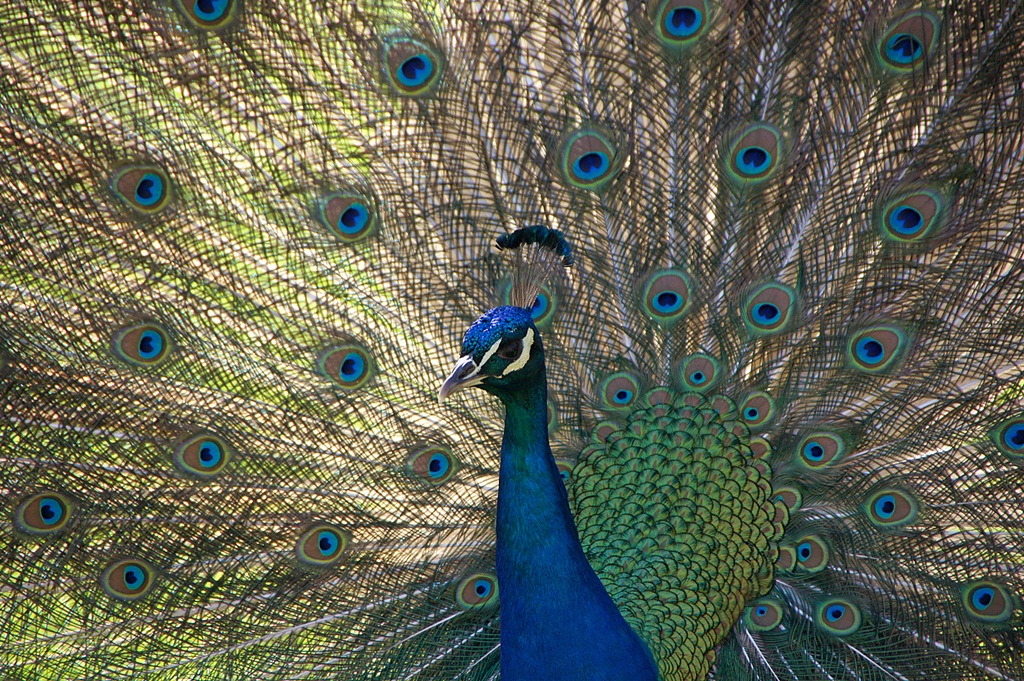 Pfau