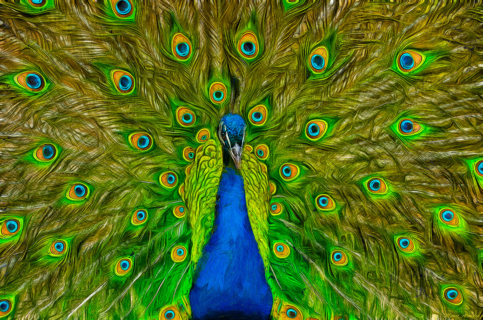 Pfau Foto Bild Jahreszeiten Sommer Bearbeitungs Techniken Bilder Auf Fotocommunity