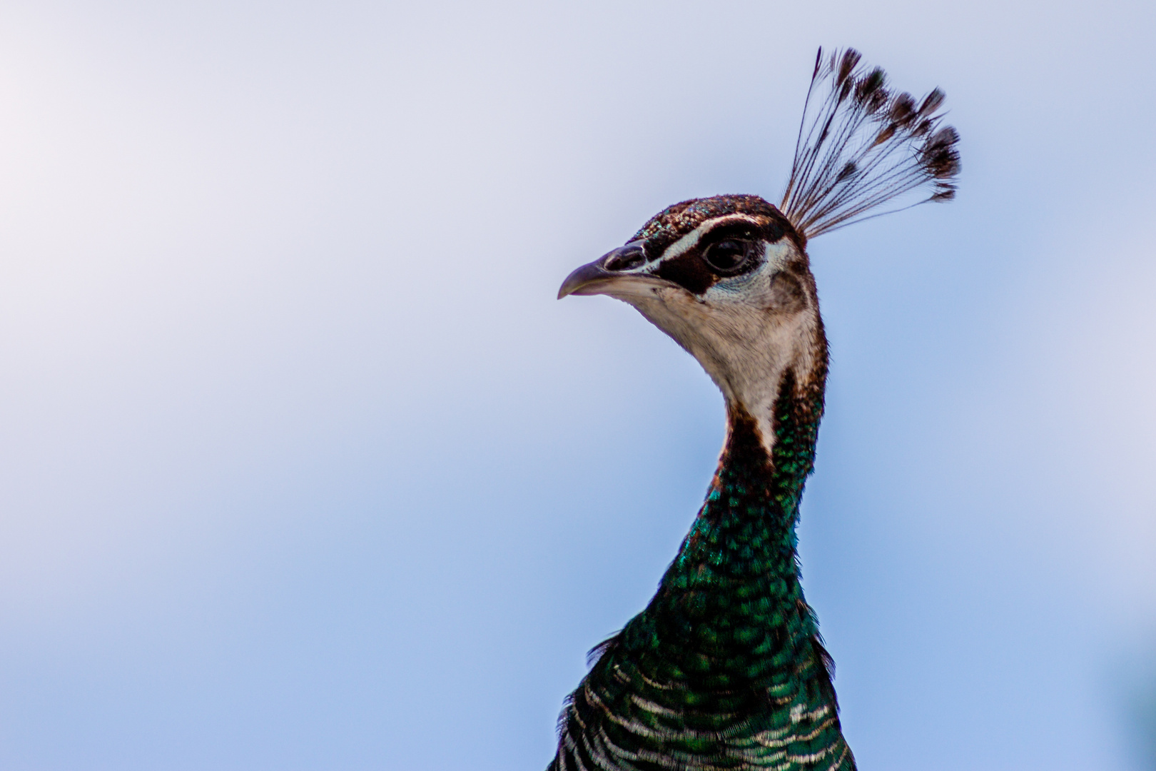 Pfau