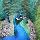 Pfau