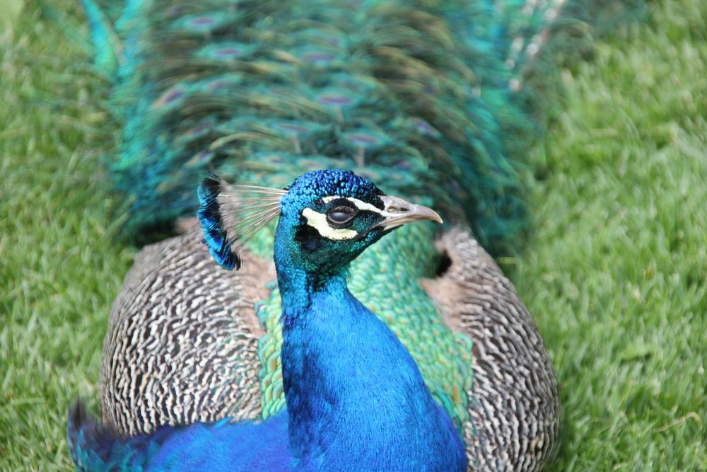 Pfau