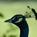 ...pfau...