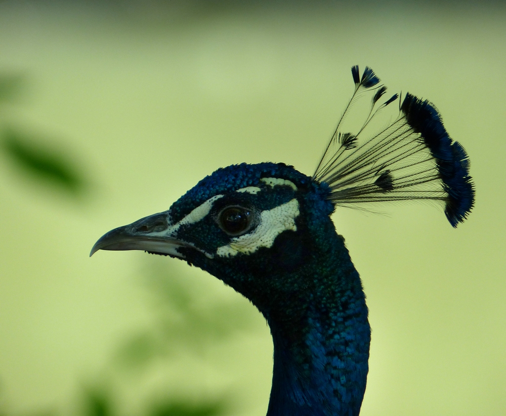 ...pfau...