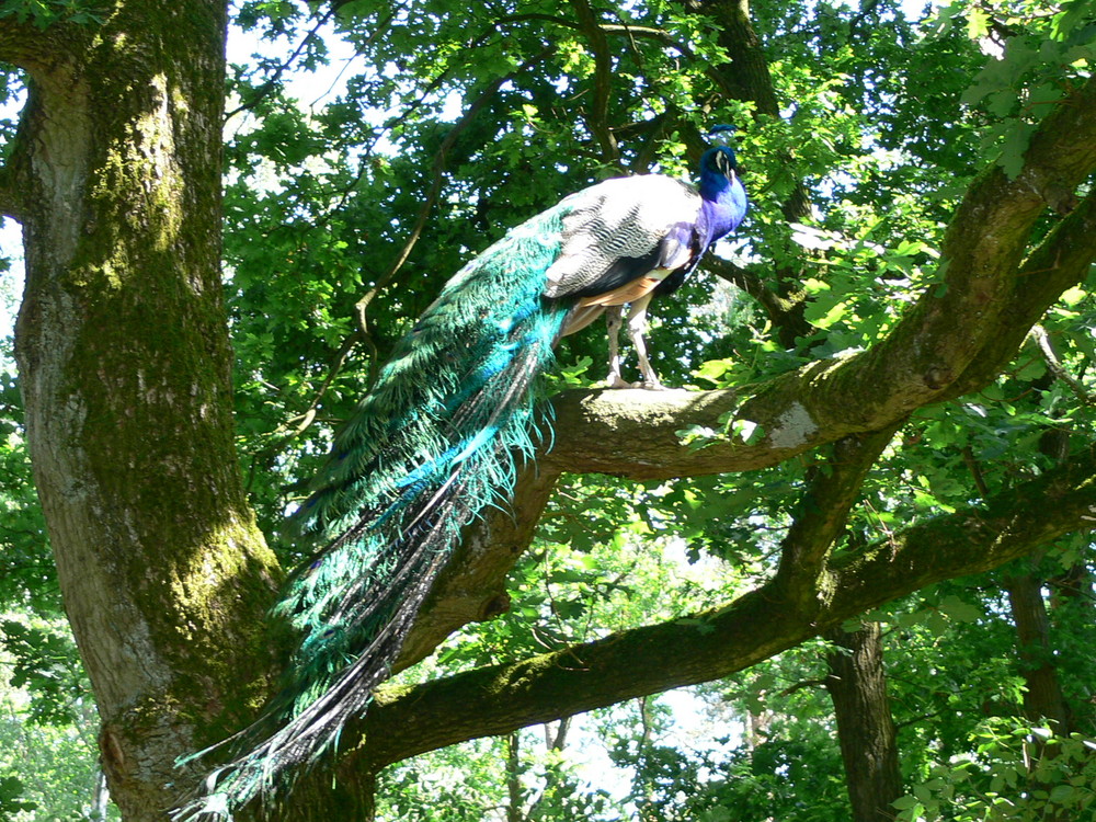 Pfau