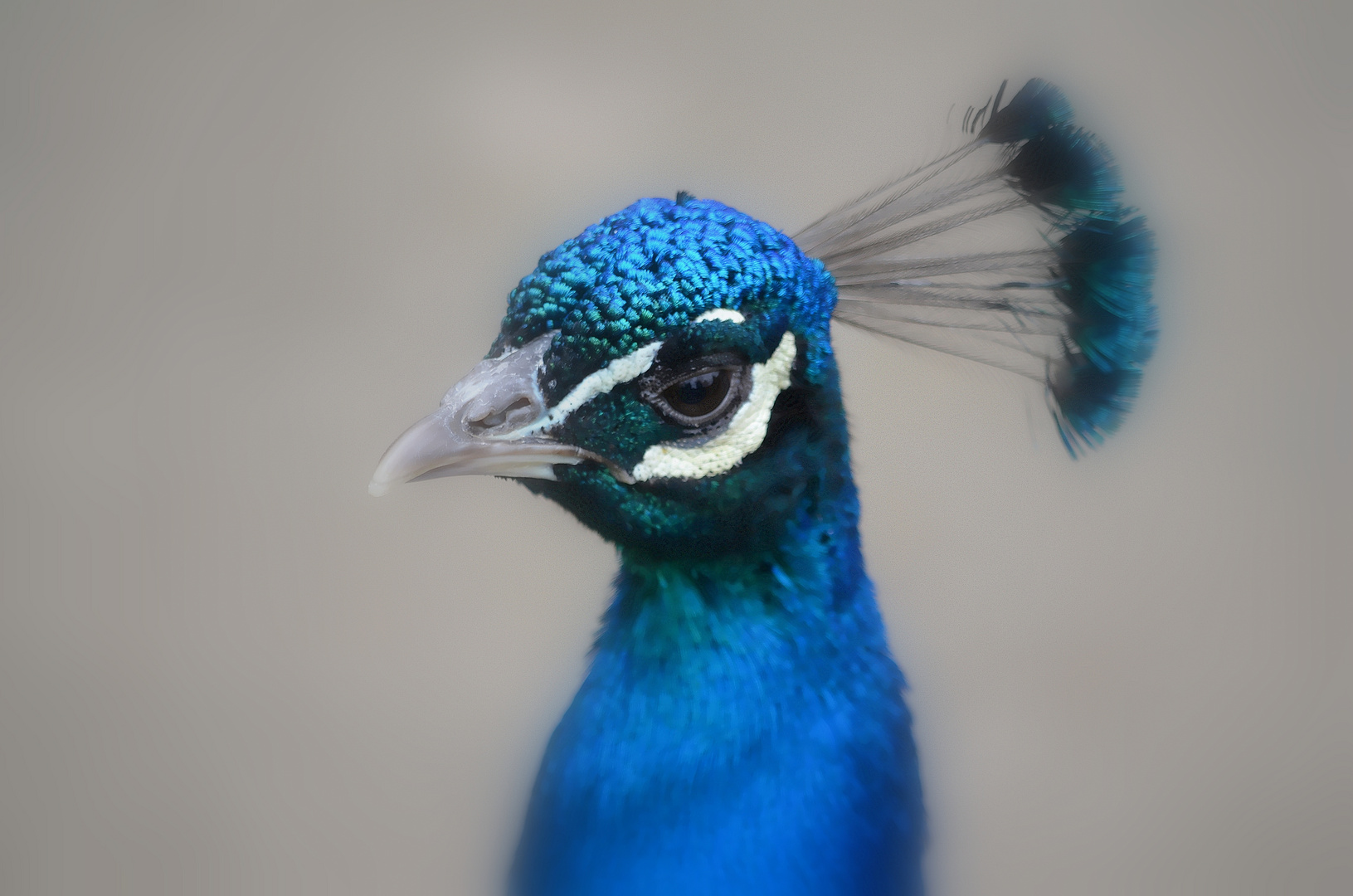 Pfau