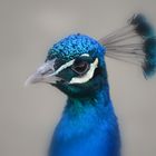 Pfau