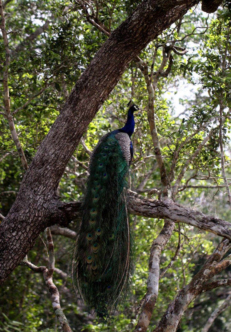 Pfau