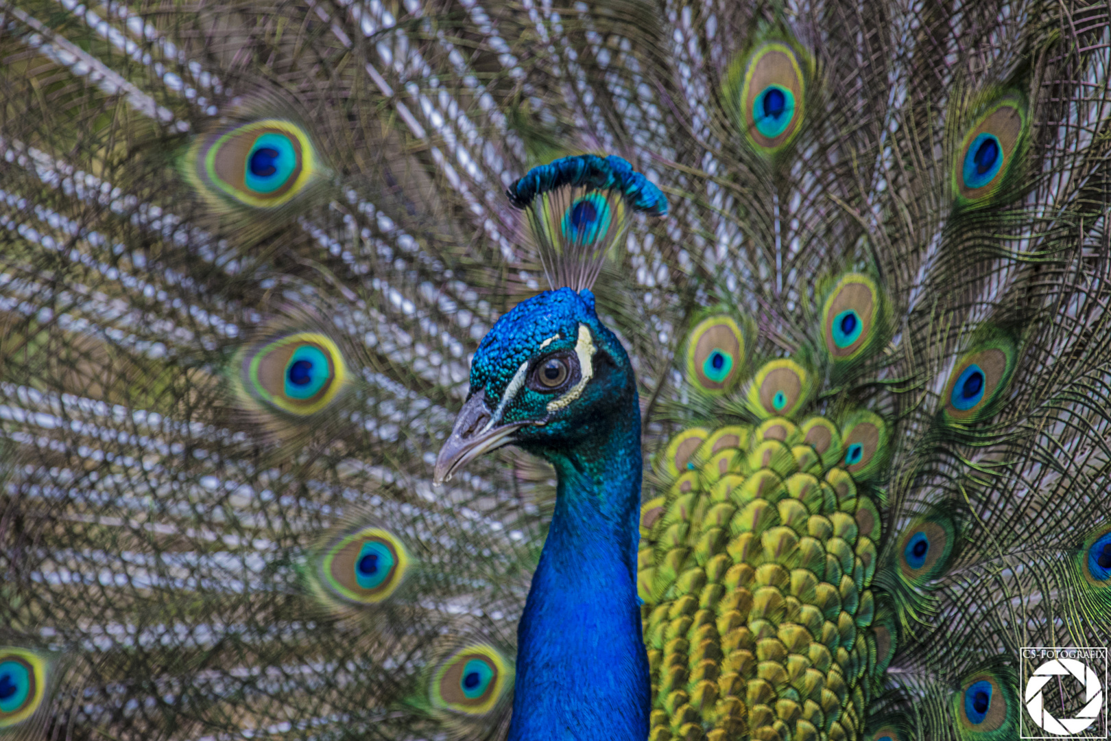 Pfau