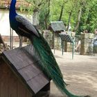 Pfau