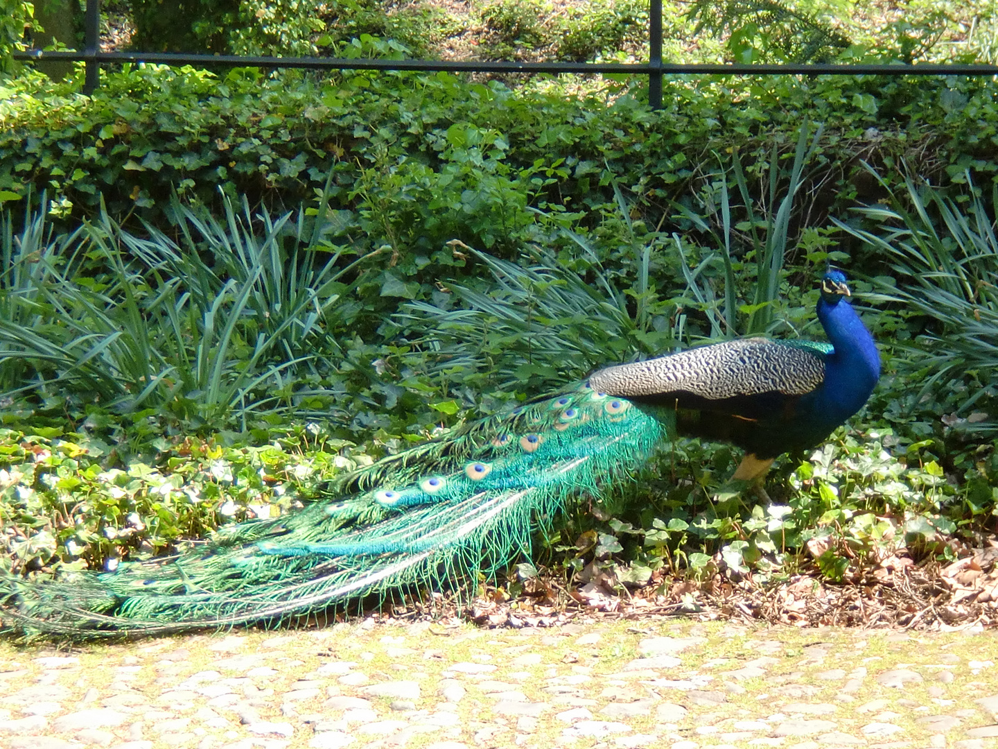 Pfau