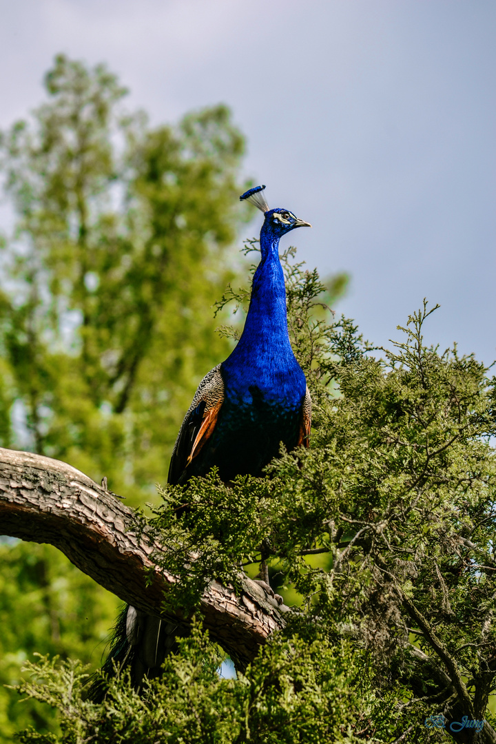 Pfau