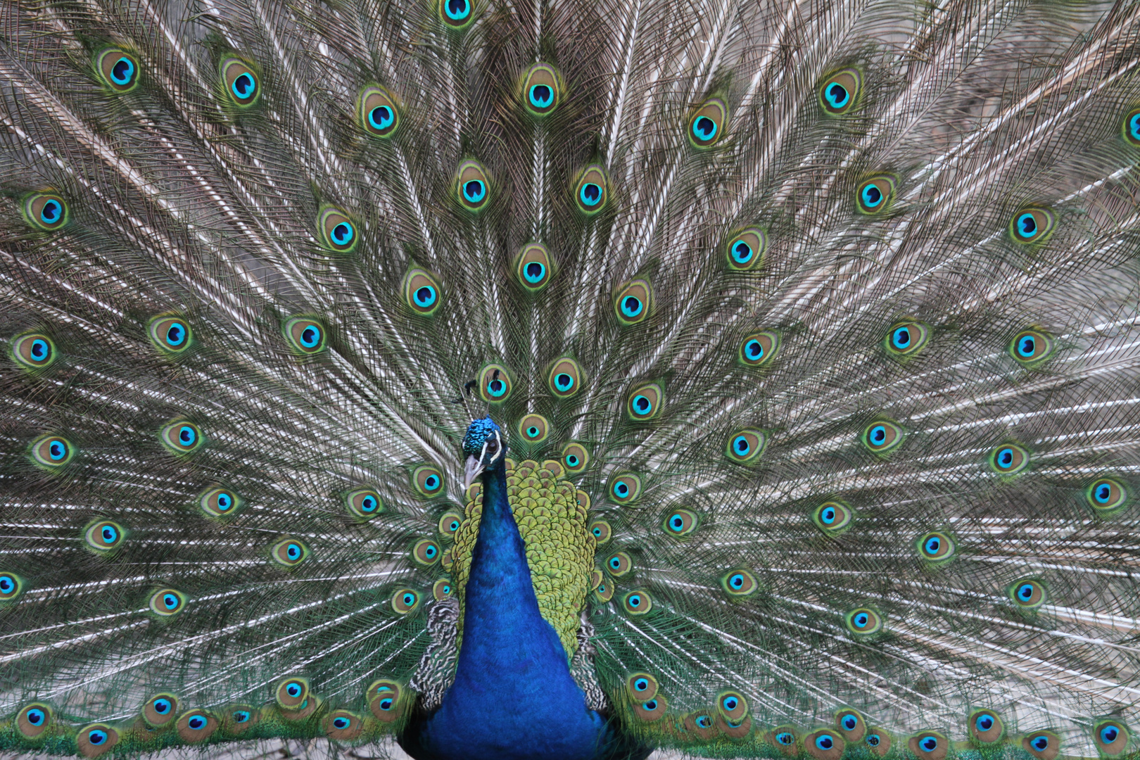 Pfau