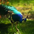 Pfau