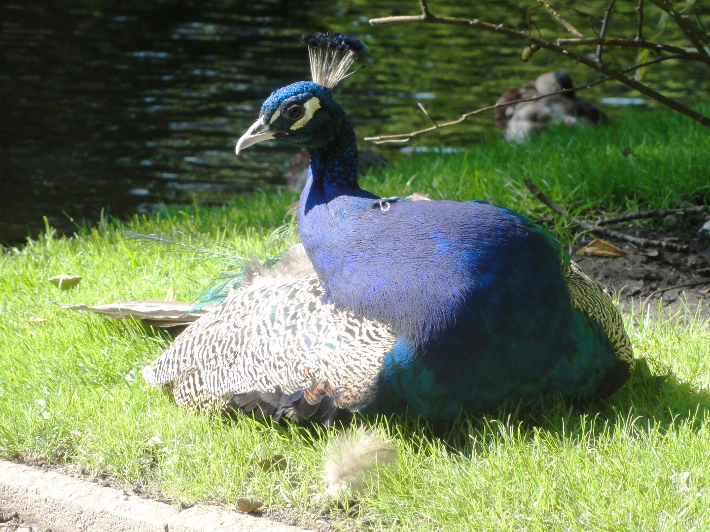 Pfau