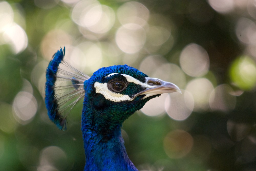 Pfau