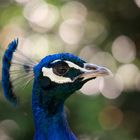 Pfau