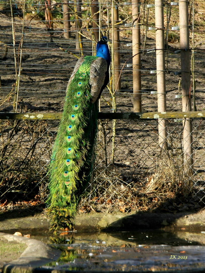 Pfau