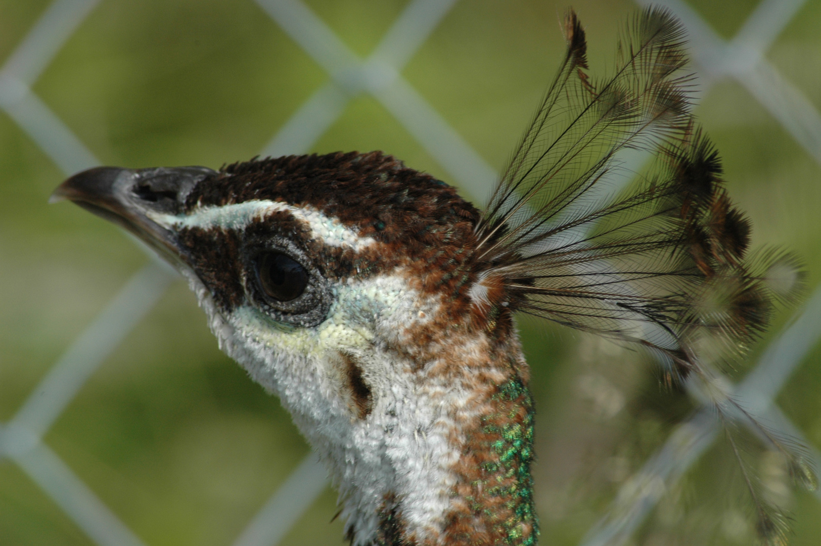 Pfau