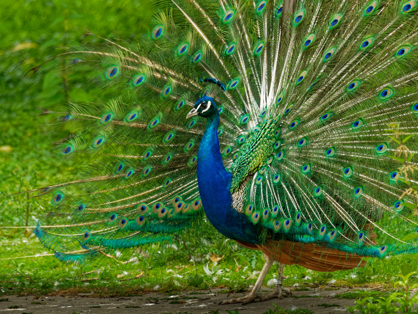 Pfau