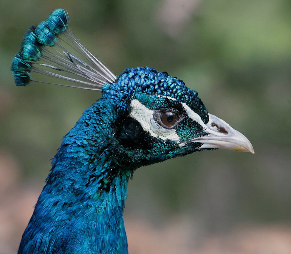 pfau