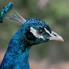 pfau