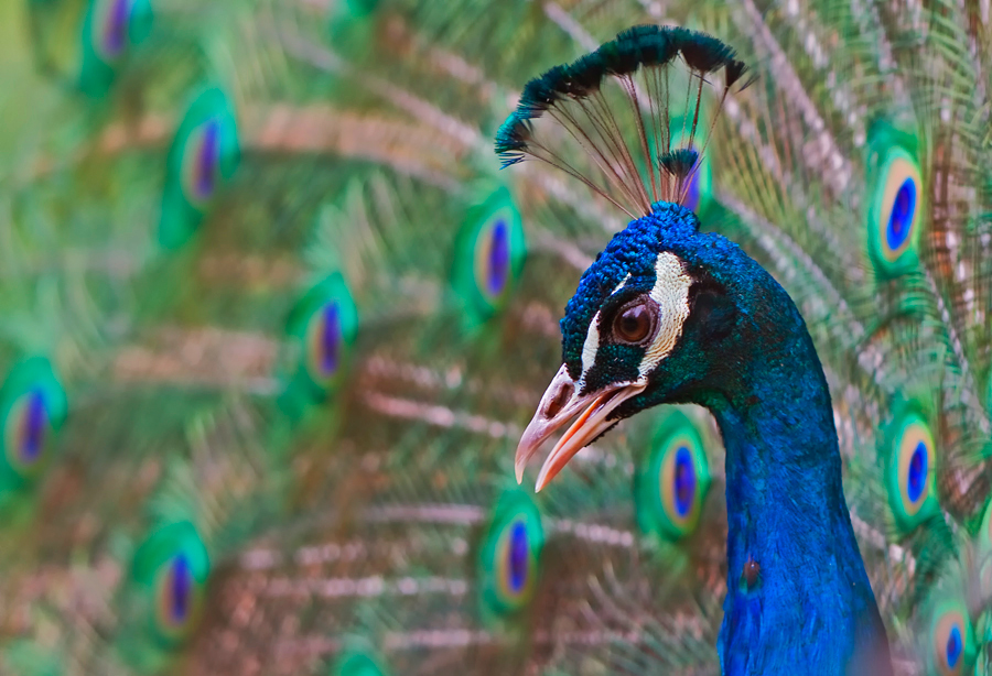 Pfau