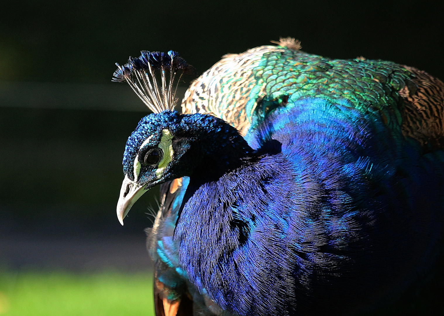 Pfau