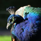 Pfau