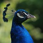 Pfau...