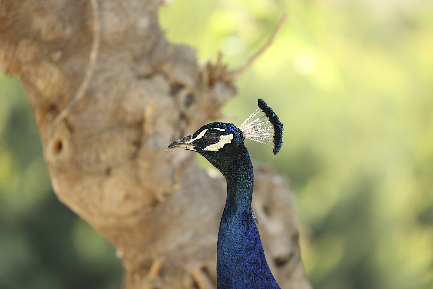 Pfau