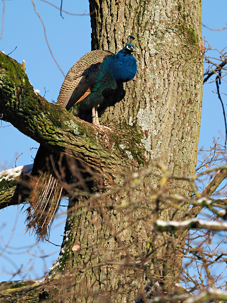 Pfau...