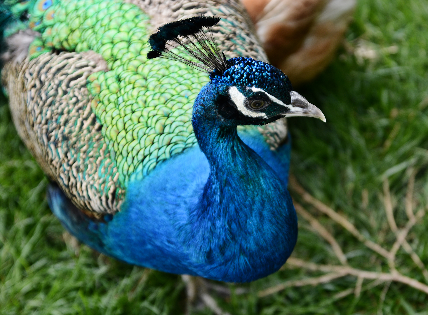 Pfau