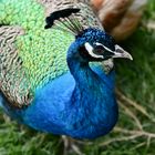 Pfau