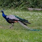 Pfau 