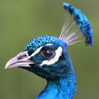 Pfau