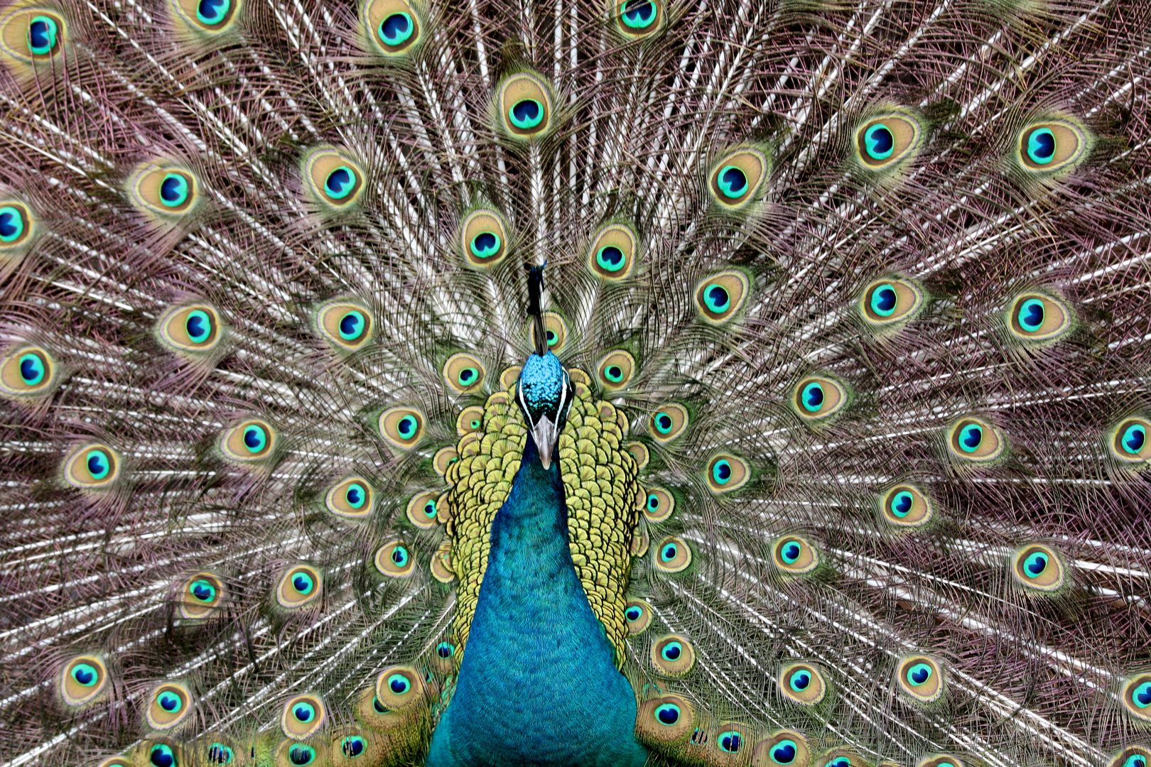 Pfau